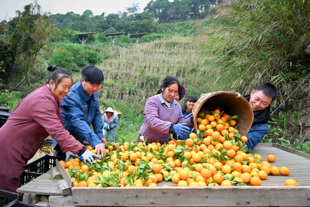 “绿电+农业”结硕果！云南西畴吉安光伏电站柑橘首获丰收