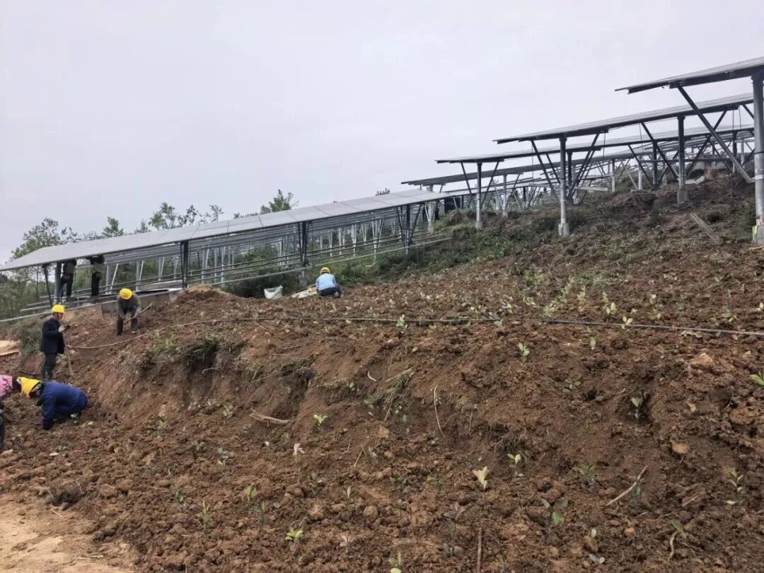 某林光互补项目毁林30公顷被追责，赔偿26.3万元并原地复绿